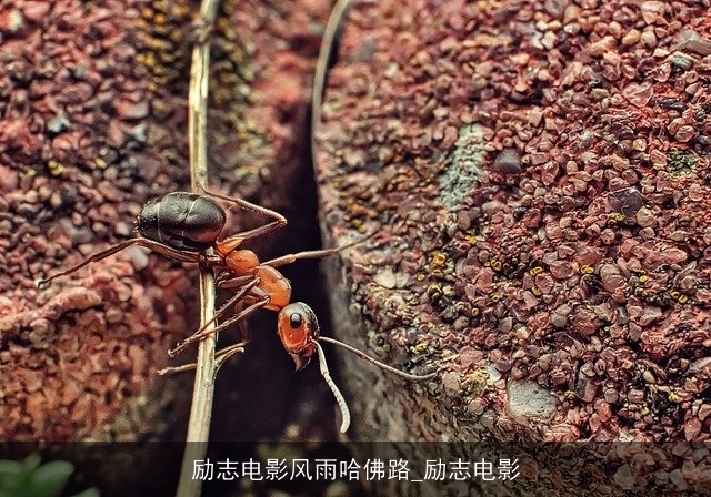 励志电影风雨哈佛路_励志电影