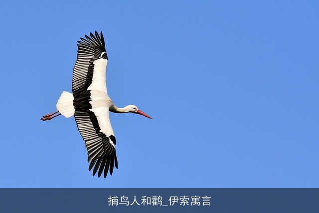 捕鸟人和鹳_伊索寓言