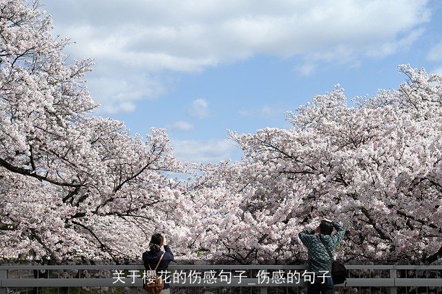 关于樱花的伤感句子_伤感的句子