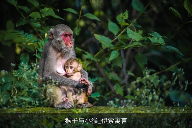 猴子与小猴_伊索寓言