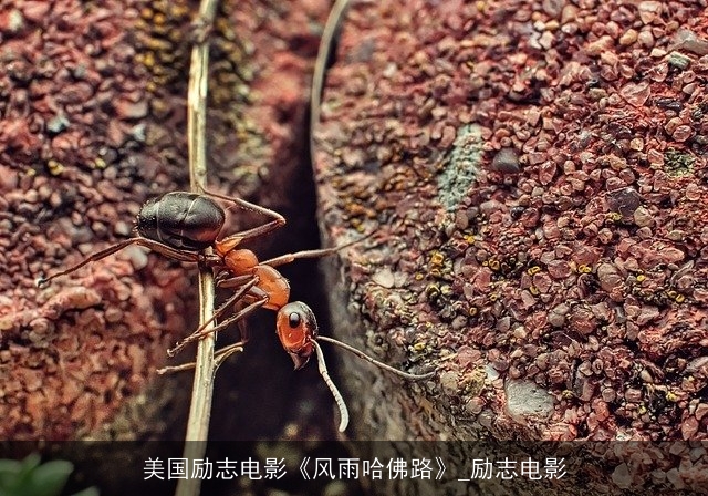 美国励志电影《风雨哈佛路》_励志电影