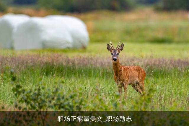 职场正能量美文_职场励志