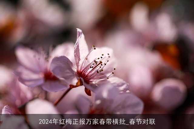 2024年红梅正报万家春带横批_春节对联