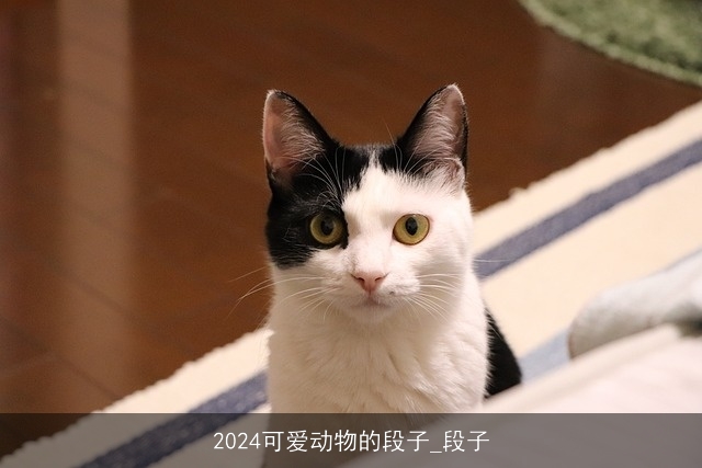 2024可爱动物的段子_段子