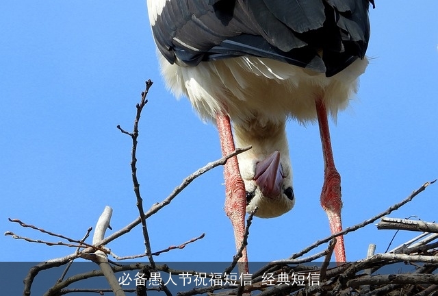 必备愚人节祝福短信_经典短信