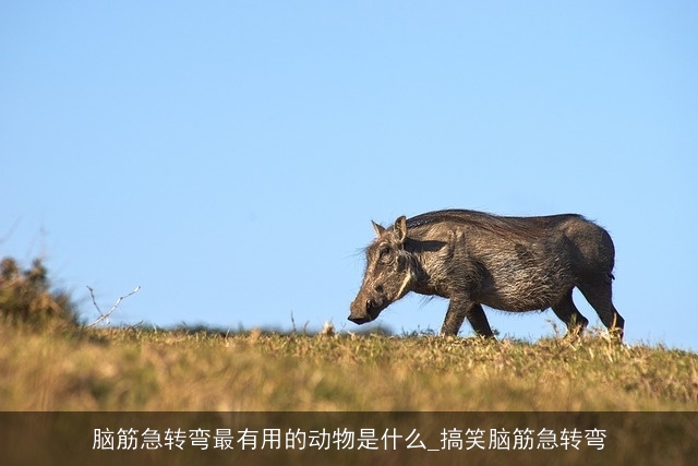 脑筋急转弯最有用的动物是什么_搞笑脑筋急转弯