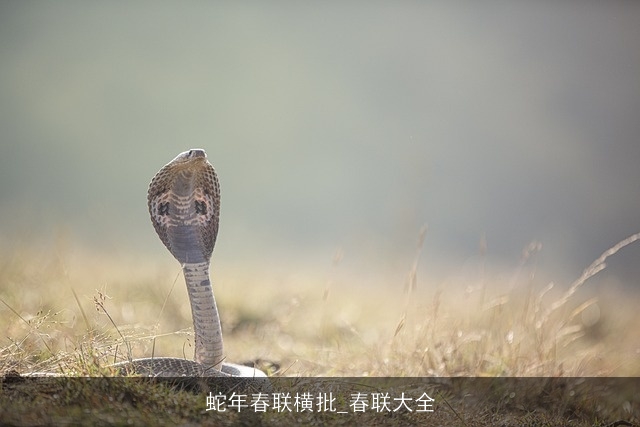 蛇年春联横批_春联大全