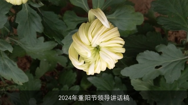 2024年重阳节领导讲话稿