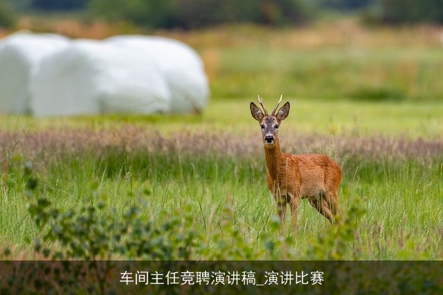 车间主任竞聘演讲稿_演讲比赛