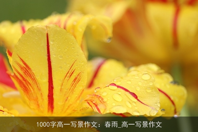 1000字高一写景作文：春雨_高一写景作文