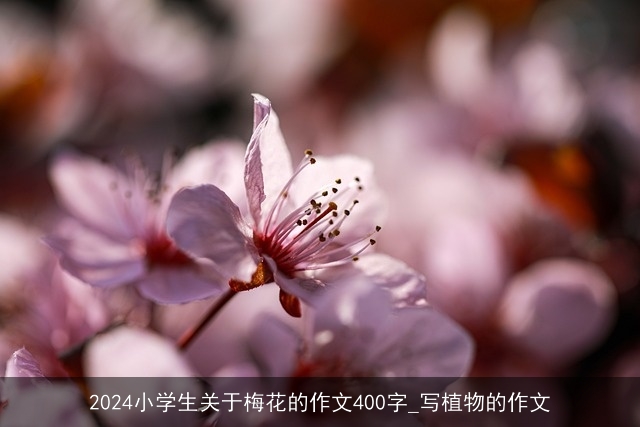 2024小学生关于梅花的作文400字_写植物的作文