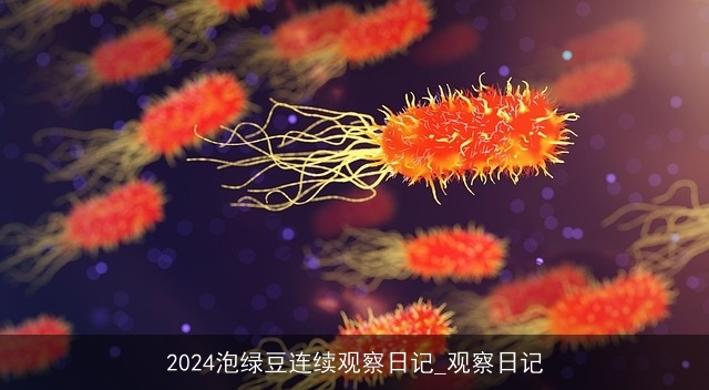 2024泡绿豆连续观察日记_观察日记