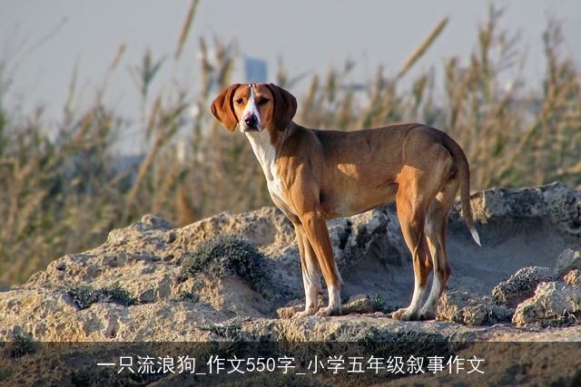 一只流浪狗_作文550字_小学五年级叙事作文