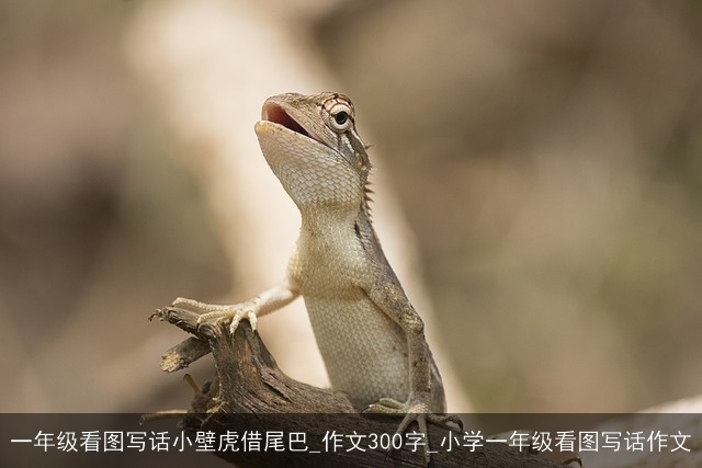 一年级看图写话小壁虎借尾巴_作文300字_小学一年级看图写话作文