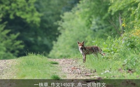 一株草_作文1450字_高一状物作文