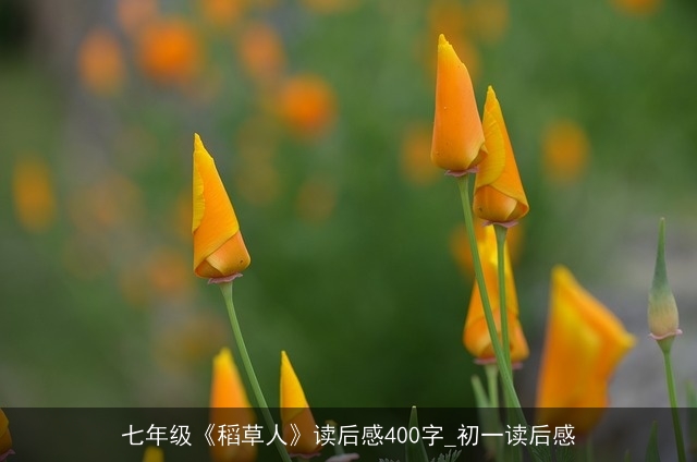 七年级《稻草人》读后感400字_初一读后感