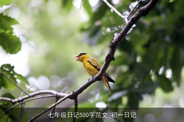 七年级日记500字范文_初一日记