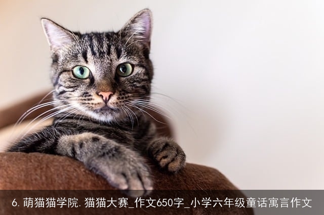 6.萌猫猫学院.猫猫大赛_作文650字_小学六年级童话寓言作文