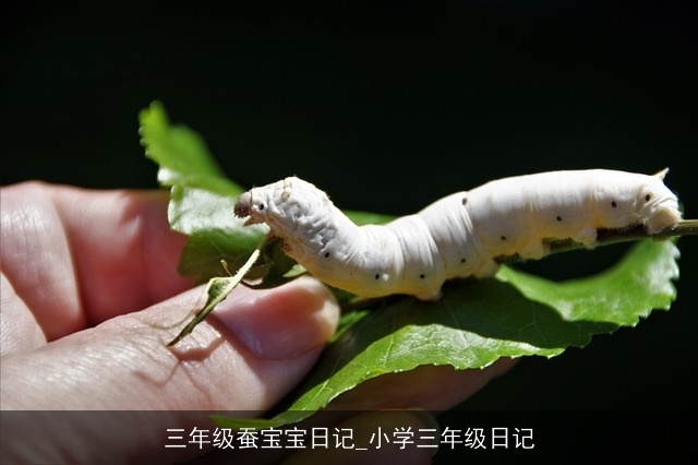 三年级蚕宝宝日记_小学三年级日记