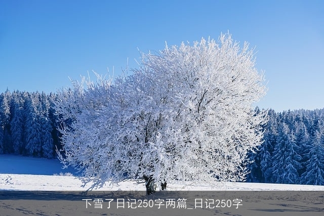 下雪了日记250字两篇_日记250字