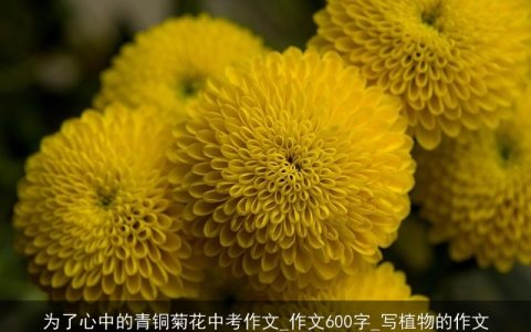 为了心中的青铜菊花中考作文_作文600字_写植物的作文