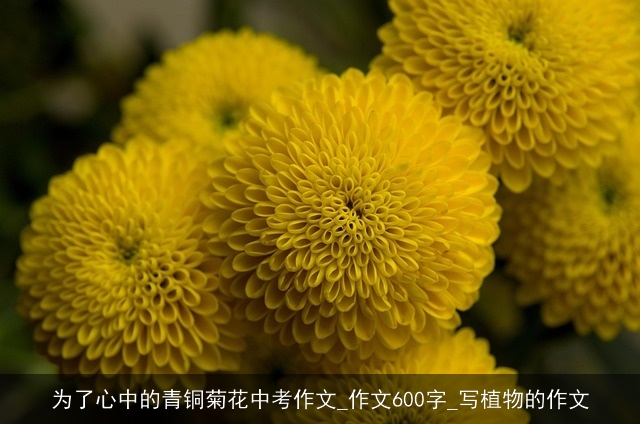 为了心中的青铜菊花中考作文_作文600字_写植物的作文