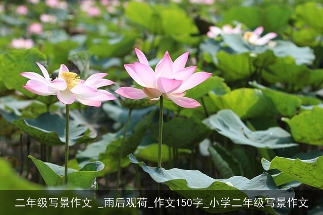 二年级写景作文 _雨后观荷_作文150字_小学二年级写景作文