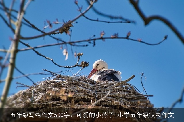 五年级写物作文500字：可爱的小燕子_小学五年级状物作文