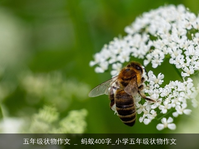 五年级状物作文 _ 蚂蚁400字_小学五年级状物作文