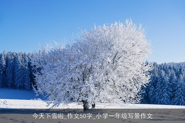 今天下雪啦_作文50字_小学一年级写景作文