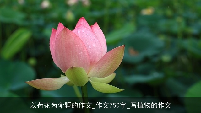 以荷花为命题的作文_作文750字_写植物的作文