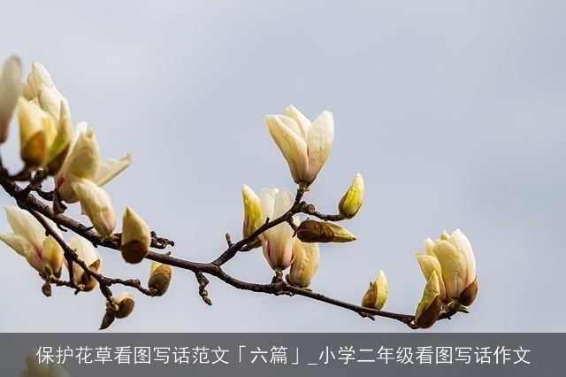 保护花草看图写话范文「六篇」_小学二年级看图写话作文