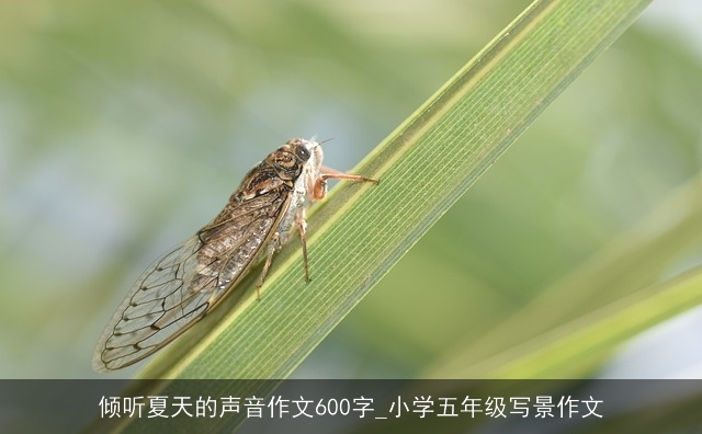 倾听夏天的声音作文600字_小学五年级写景作文