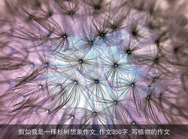 假如我是一棵杉树想象作文_作文350字_写植物的作文