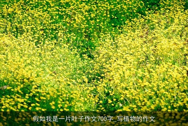 假如我是一片叶子作文700字_写植物的作文