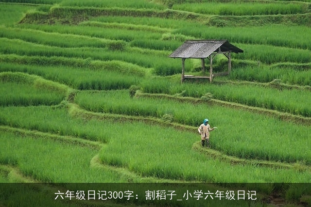 六年级日记300字：割稻子_小学六年级日记