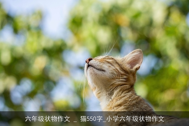 六年级状物作文 _ 猫550字_小学六年级状物作文