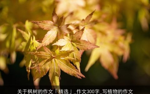 关于枫树的作文「精选」_作文300字_写植物的作文