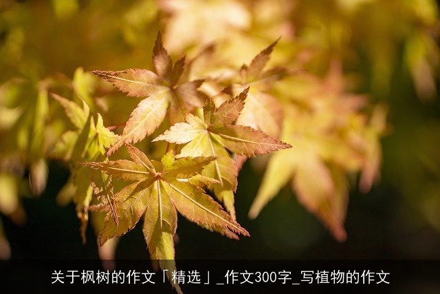 关于枫树的作文「精选」_作文300字_写植物的作文