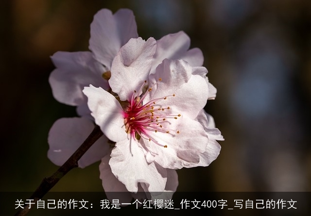 关于自己的作文：我是一个红樱迷_作文400字_写自己的作文