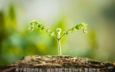 关于菜园的作文：迷你菜园_作文350字_景观作文