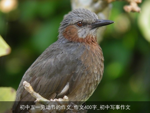 初中五一劳动节的作文_作文400字_初中写事作文