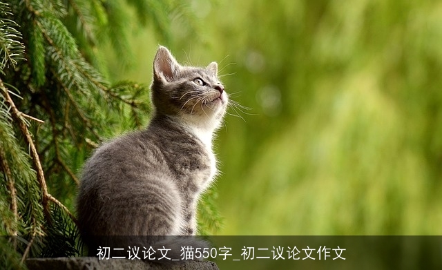 初二议论文_猫550字_初二议论文作文