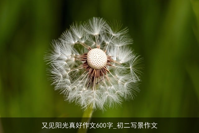 又见阳光真好作文600字_初二写景作文