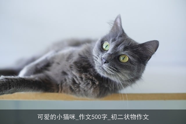 可爱的小猫咪_作文500字_初二状物作文