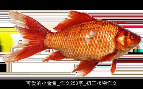 可爱的小金鱼_作文250字_初三状物作文