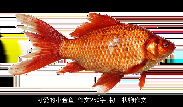 可爱的小金鱼_作文250字_初三状物作文