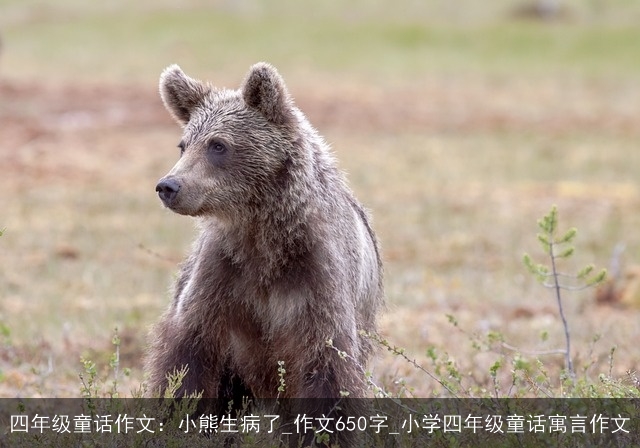 四年级童话作文：小熊生病了_作文650字_小学四年级童话寓言作文