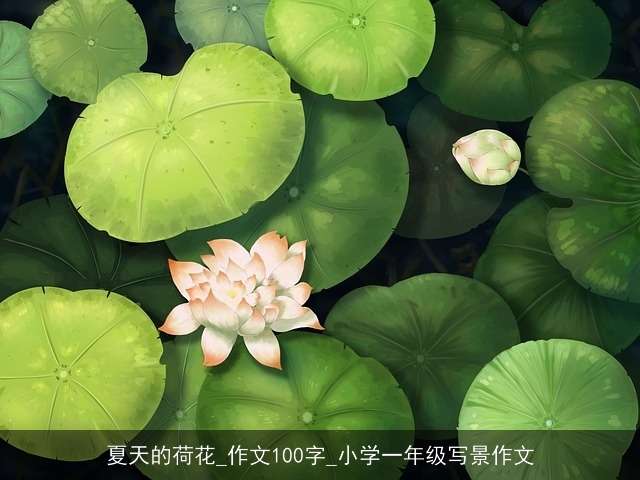 夏天的荷花_作文100字_小学一年级写景作文