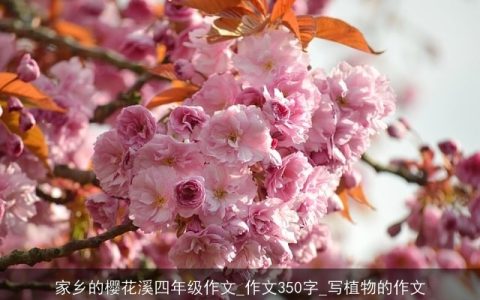 家乡的樱花溪四年级作文_作文350字_写植物的作文